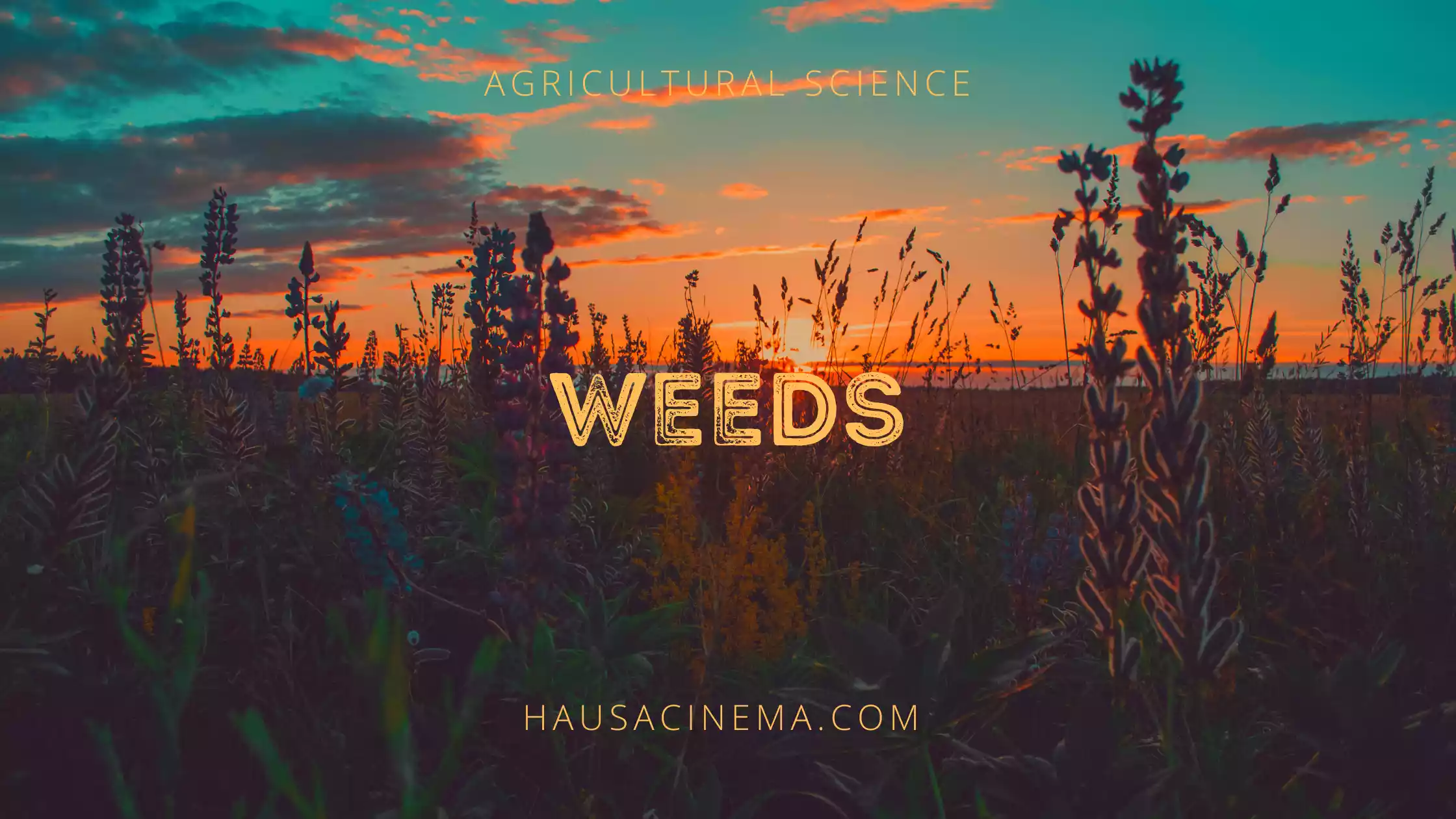 Weeds Definition, Types Of Weeds, Importance Of Weeds, Meaning In Agriculture